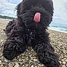 dog, puppy, black_dog, tongue_out, close_up, outdoor, pebble_ground, curious, fluffy, pet, cute, animal, lying_down, nature, sky, sea, cloudy, playful, young, portrait