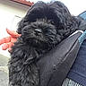 puppy, dog, black_fur, fluffy, pet, cute, close_up, outdoor, hand, person, holding, portrait, animal, young_dog, adorable, cuddly, companion, friendly, face, fur