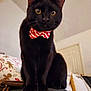 cat, black_cat, pet, bow_tie, indoor, couch, furniture, golden_eyes, holiday, decorations, cozy, fur, whiskers, tail, cute, animal, domestic, mammal, portrait, close_up