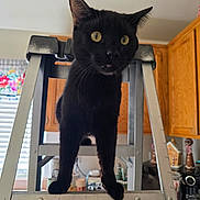 Mochi joined the competition — help win amazing prizes! black_cat, cat, step_ladder, kitchen, wooden_cabinets, yellow_eyes, curious, pet, indoor, animal, feline, metal_ladder, close_up, domestic_cat, standing, whiskers, ears, fur, home, household