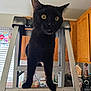 black_cat, cat, step_ladder, kitchen, wooden_cabinets, yellow_eyes, curious, pet, indoor, animal, feline, metal_ladder, close_up, domestic_cat, standing, whiskers, ears, fur, home, household