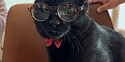 Mochi is registered to the contest to win money with this photo: black_cat, cat, glasses, bow_tie, chair, indoor, pet, animal, feline, cute, portrait, whiskers, fur, sitting, domestic_cat, looking, human_hand, brown_chair, accessory, funny