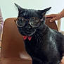 black_cat, cat, glasses, bow_tie, chair, indoor, pet, animal, feline, cute, portrait, whiskers, fur, sitting, domestic_cat, looking, human_hand, brown_chair, accessory, funny