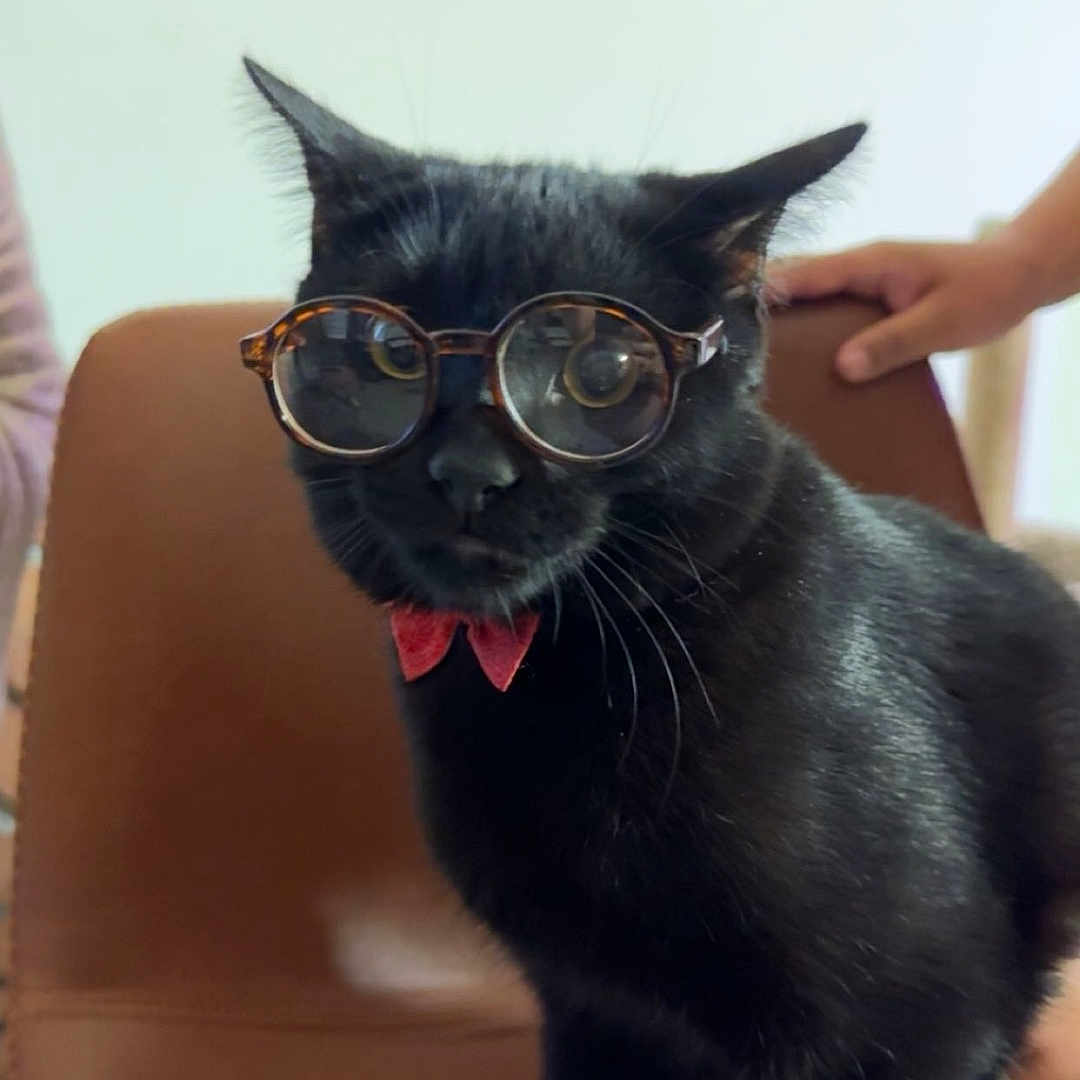 Mochi is registered to the contest to win money with this photo: accessory, animal, black_cat, bow_tie, brown_chair, cat, chair, cute, domestic_cat, feline, funny, fur, glasses, human_hand, indoor, looking, pet, portrait, sitting, whiskers