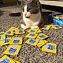 Historia joined the competition — help win amazing prizes! cat, gray_cat, white_cat, carpet, game_cards, blues_clues, board_game, indoor, furniture, dresser, box, relaxed, pet, animal, closeup, playing_cards, scattered, floor, cozy, home