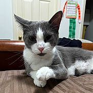 Historia joined the competition — help win amazing prizes! cat, gray_cat, white_cat, pet, feline, indoor, closeup, whiskers, paw, relaxed, lying_down, bed, striped, fur, animal, cute, domestic_cat, pink_nose, ears, face