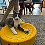 Historia is registered to the contest to win money with this photo: cat, gray_cat, white_cat, yellow_cushion, smiling_face_pillow, carpet, scratching_post, indoor, furniture, wooden_chair, ribbons, playful, pet, animal, living_room, floor, toy, relaxed, cute, domestic_animal