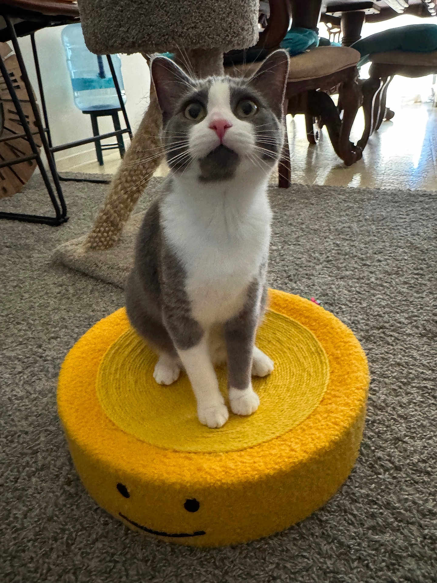 Historia is registered to the contest to win money with this photo: cat, gray_and_white, pet, indoor, cushion, yellow, smiling_face, carpet, furniture, water_dispenser, home, curious, sitting, whiskers, ears, floor, table, chair, playful, cozy