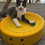 Historia is registered to the contest to win money with this photo: cat, gray_cat, white_cat, cat_bed, yellow, toy, ribbons, bell, carpet, indoor, furniture, playful, pet, animal, paw, face, curious, relaxed, home, cozy
