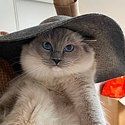 Tibeauté participe au concours pour gagner de l'argent avec cette photo : cat, blue_eyes, hat, fluffy, close_up, pet, indoor, person_arm, gray, feline, curious, soft_lighting, portrait, whiskers, domestic_animal, animal_face, cozy, cute, fur, looking_at_camera