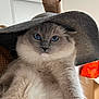 cat, blue_eyes, hat, fluffy, close_up, pet, indoor, person_arm, gray, feline, curious, soft_lighting, portrait, whiskers, domestic_animal, animal_face, cozy, cute, fur, looking_at_camera