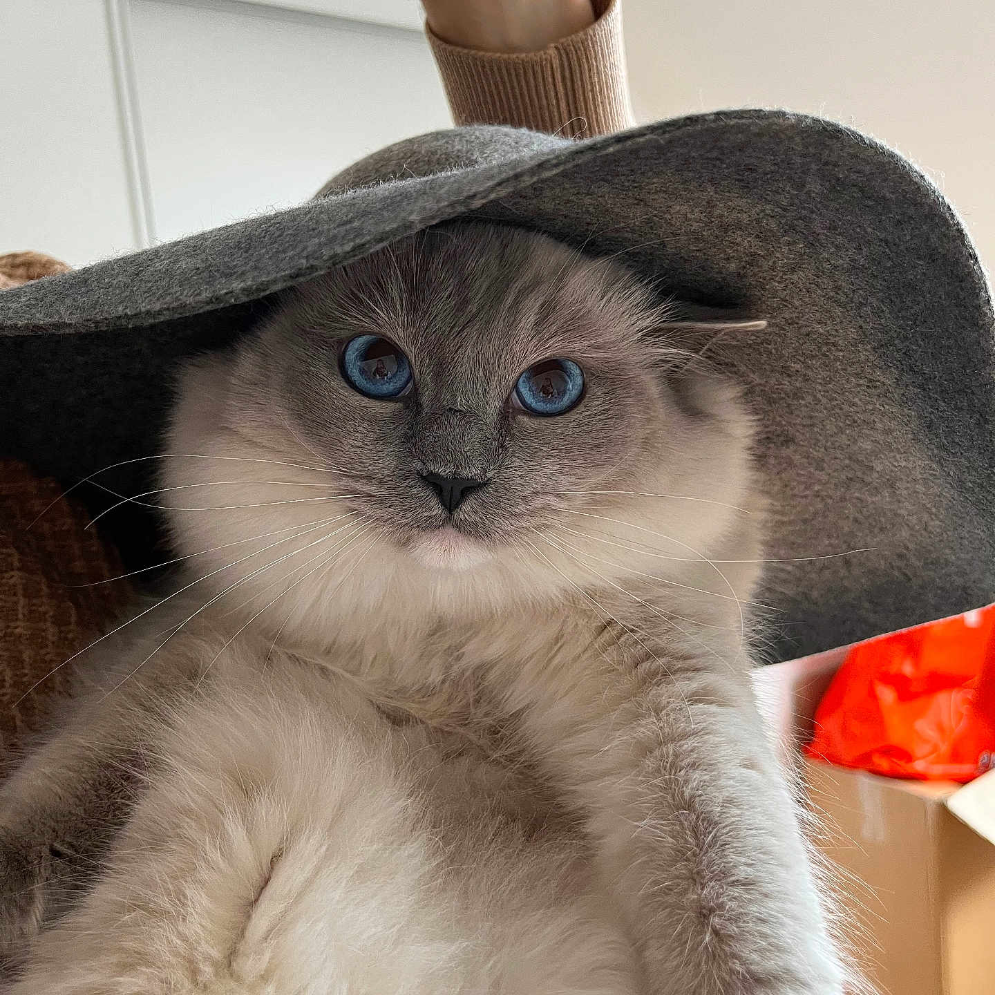 Tibeauté participe au concours pour gagner de l'argent avec cette photo : animal_face, blue_eyes, cat, close_up, cozy, curious, cute, domestic_animal, feline, fluffy, fur, gray, hat, indoor, looking_at_camera, person_arm, pet, portrait, soft_lighting, whiskers