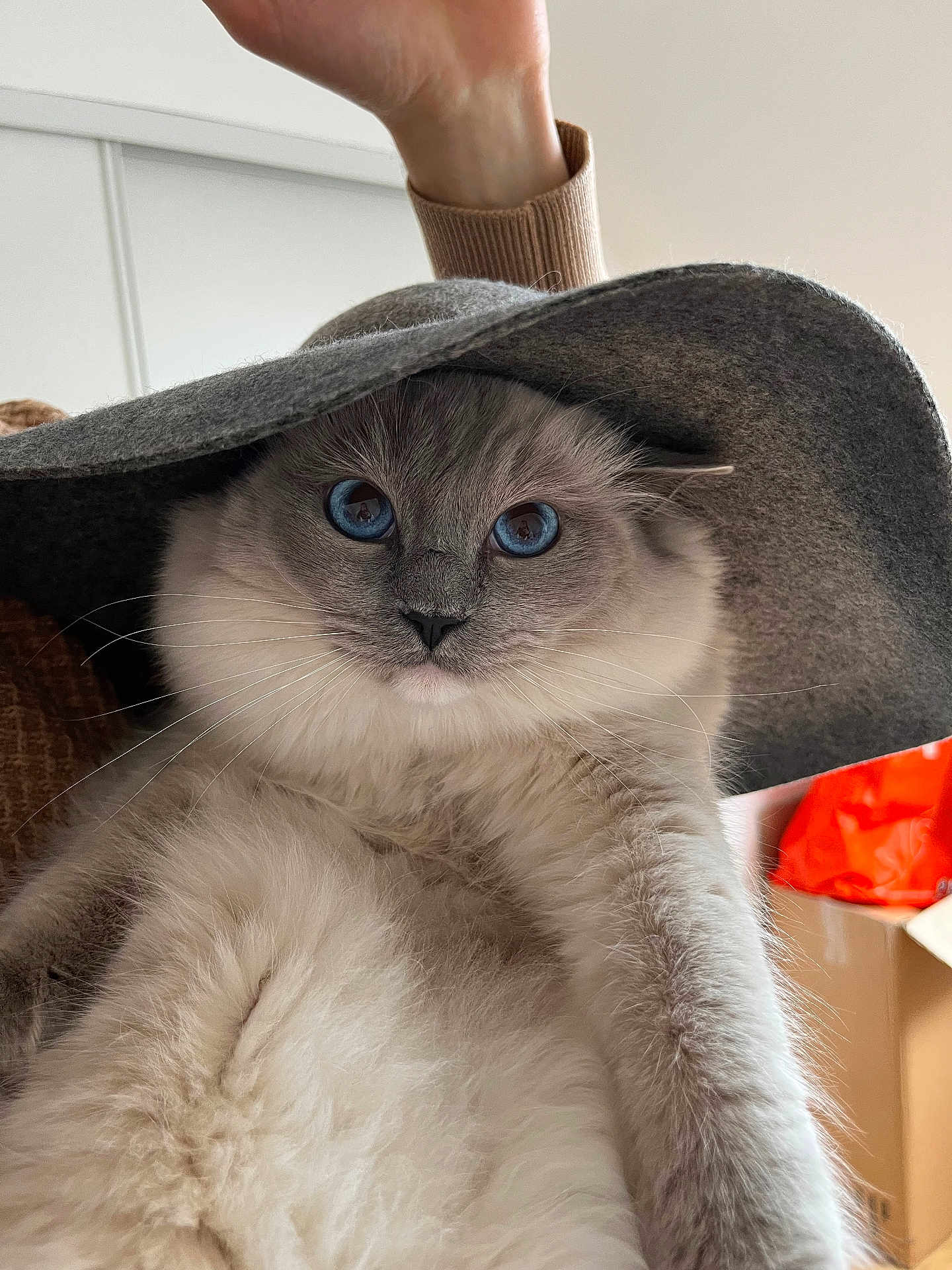 Tibeauté