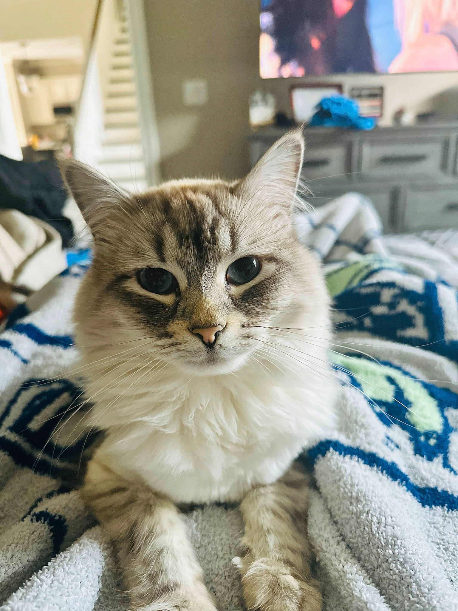 Thrawn joined the competition — help win amazing prizes! carnivore, cat, claw, domestic_short_haired_cat, fawn, felidae, fur, paw, sitting, small_to_medium_sized_cats, snout, television, tree, whiskers, window