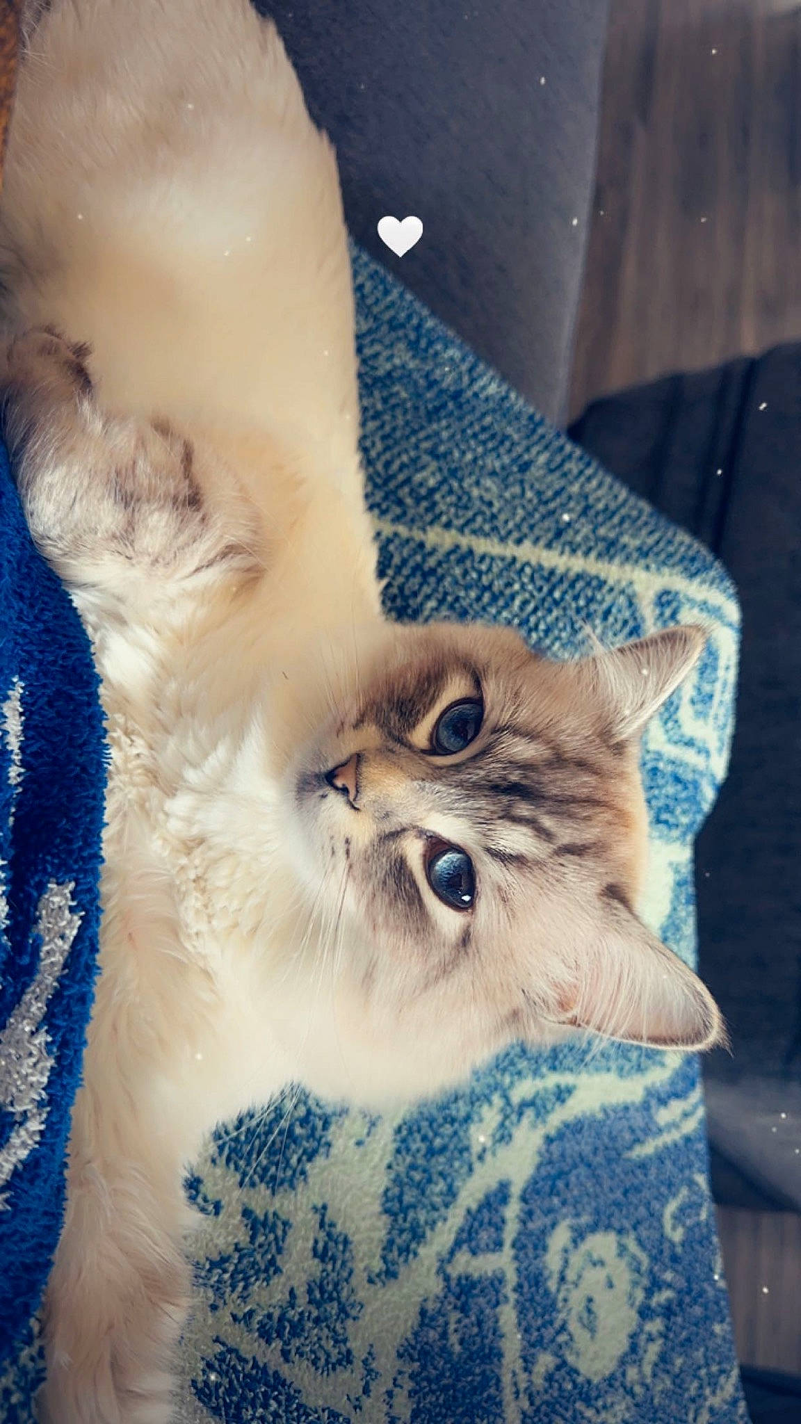 Thrawn is registered to the contest to win money with this photo: bag, bird_of_prey, blue, carnivore, cat, claw, domestic_short_haired_cat, electric_blue, fawn, felidae, fur, paw, small_to_medium_sized_cats, snout, tail, whiskers