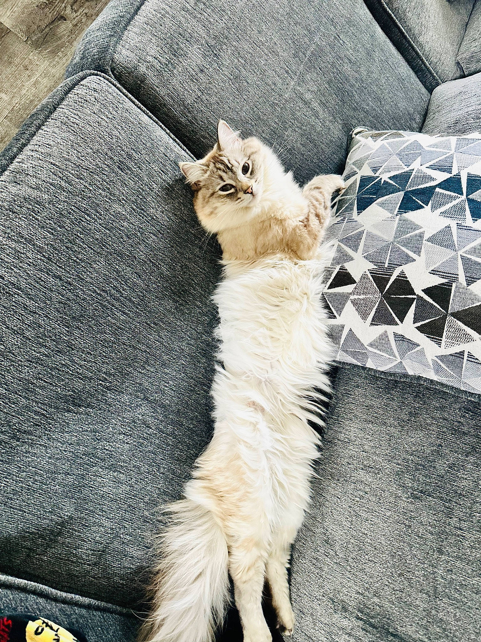 Thrawn is registered to the contest to win money with this photo: carnivore, cat, claw, comfort, couch, domestic_short_haired_cat, fawn, felidae, fur, grey, hat, linens, pattern, paw, sleeve, small_to_medium_sized_cats, tail, terrestrial_animal, textile, whiskers