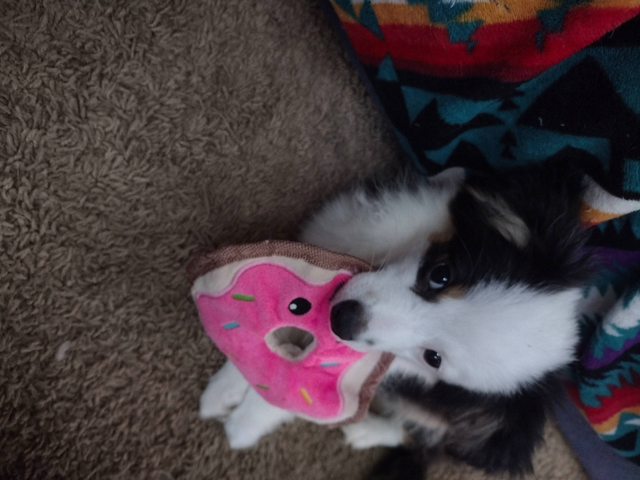 Obi is registered to the contest to win money with this photo: canidae, carmine, carnivore, companion_dog, dog, dog_breed, dog_supply, fawn, foot, fur, non_sporting_group, paw, snout, sporting_group, tail, toy, toy_dog, whiskers, working_animal