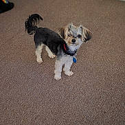 Bronx is registered to the contest to win money with this photo: dog, small_dog, carpet, indoor, pet, collar, blue_tag, curious, standing, fluffy, black_and_white, tail_up, ears, floor, room_corner, door, baseboard, animal, companion, cute