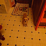 Pita joined the competition — help win amazing prizes! dog, small_dog, kitchen, floor, tile_floor, mat, autumn_theme, cabinet, warm_lighting, indoor, pet, animal, looking_up, brown_dog, floor_pattern, wooden_cabinet, orange_chair, cozy, home, curious