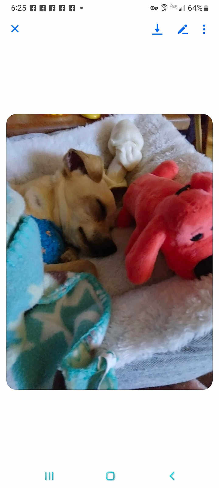 Pita joined the competition — help win amazing prizes! dog, sleeping, bed, blanket, toy, plush_toy, ball, bone_toy, cozy, pet, indoor, resting, cute, small_dog, fur, animal, comfort, relaxing, nap, peaceful