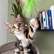 Shakira participe au concours pour gagner de l'argent avec cette photo : kitten, cat, tabby, paw, toy, feather, indoor, plant, bookshelf, book, furniture, curious, pet, feline, whiskers, closeup, playful, young, domestic_animal, cute