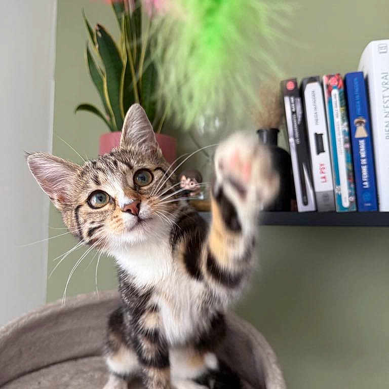 Shakira participe au concours pour gagner de l'argent avec cette photo : book, bookshelf, cat, closeup, curious, cute, domestic_animal, feather, feline, furniture, indoor, kitten, paw, pet, plant, playful, tabby, toy, whiskers, young