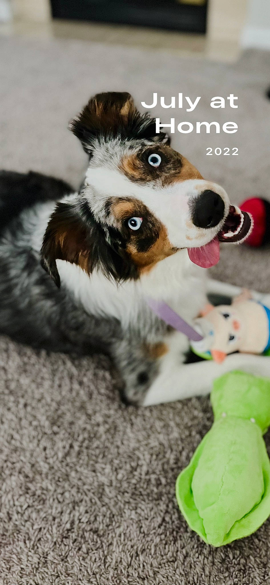 Benson joined the competition — help win amazing prizes! audio_equipment, carnivore, collar, companion_dog, dog, dog_breed, dog_collar, dog_supply, fur, mammal, paw, pet_supply, sporting_group, stuffed_toy, tail, toy, toy_dog, vertebrate, whiskers, working_animal