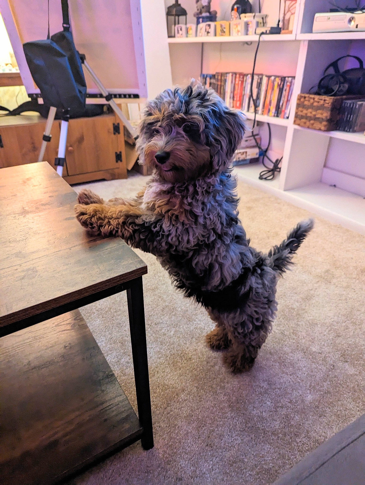 Roxie joined the competition — help win amazing prizes! bookcase, canidae, carnivore, chair, companion_dog, dog, dog_breed, floor, flooring, fur, hardwood, picture_frame, shelf, small_terrier, sporting_group, table, terrier, toy_dog, water_dog, wood