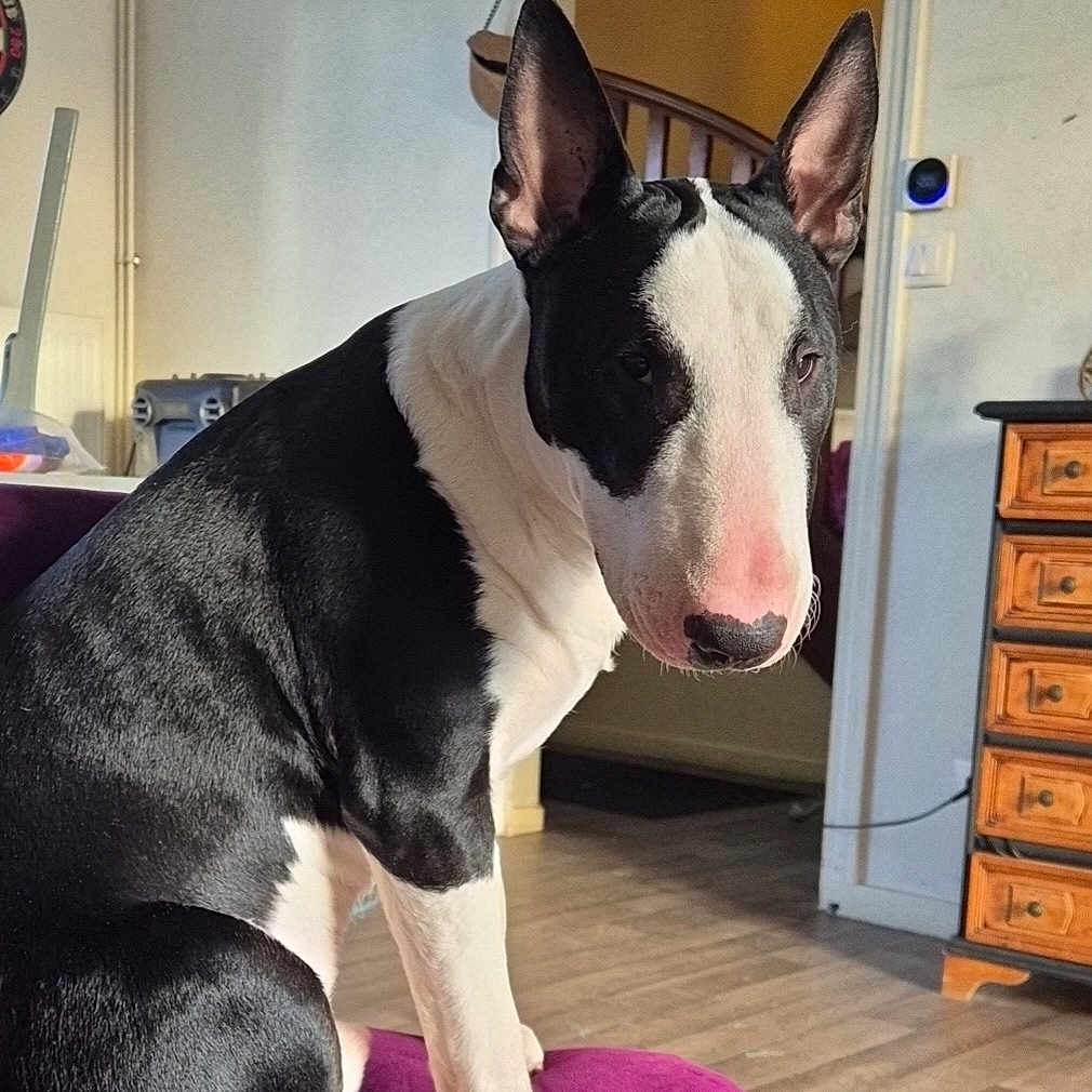 Shadow participe au concours pour gagner de l'argent avec cette photo : dog, bull_terrier, black_and_white, pet, indoor, cushion, purple_cushion, wooden_floor, furniture, cabinet, stairs, natural_light, animal, canine, sitting, domestic, portrait, house, ears, nose