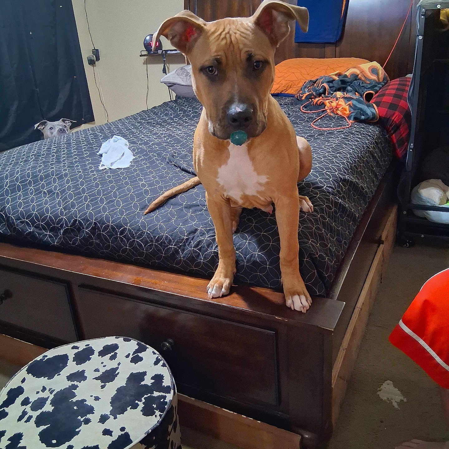 Ted Theodore Logan is registered to the contest to win money with this photo: ball, bed, black_curtain, blanket, brown_dog, carpet, curious, dog, domestic, foot, furniture, headboard, indoor, nightstand, orange_blanket, peeking_dog, pillow, room, stool, wooden_bed