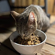 Freezbie a rejoint le concours — aidez-le/la à gagner de superbes lots ! cat, tabby_cat, animal, pet, food, bowl, eating, close_up, indoor, wooden_table, blurred_background, fur, whiskers, mammal, domestic_animal, meal, cute, feline, focus, lighting