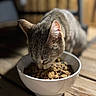 cat, tabby_cat, animal, pet, food, bowl, eating, close_up, indoor, wooden_table, blurred_background, fur, whiskers, mammal, domestic_animal, meal, cute, feline, focus, lighting