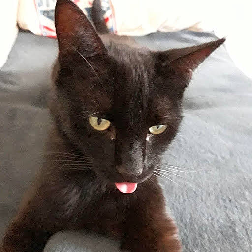 Globule a rejoint le concours — aidez-le/la à gagner de superbes lots ! asian, black_cat, bombay, burmese, carnivore, cat, domestic_short_haired_cat, ear, felidae, havana_brown, javanese, kitten, korat, mammal, oriental_longhair, small_to_medium_sized_cats, snout, vertebrate, whiskers