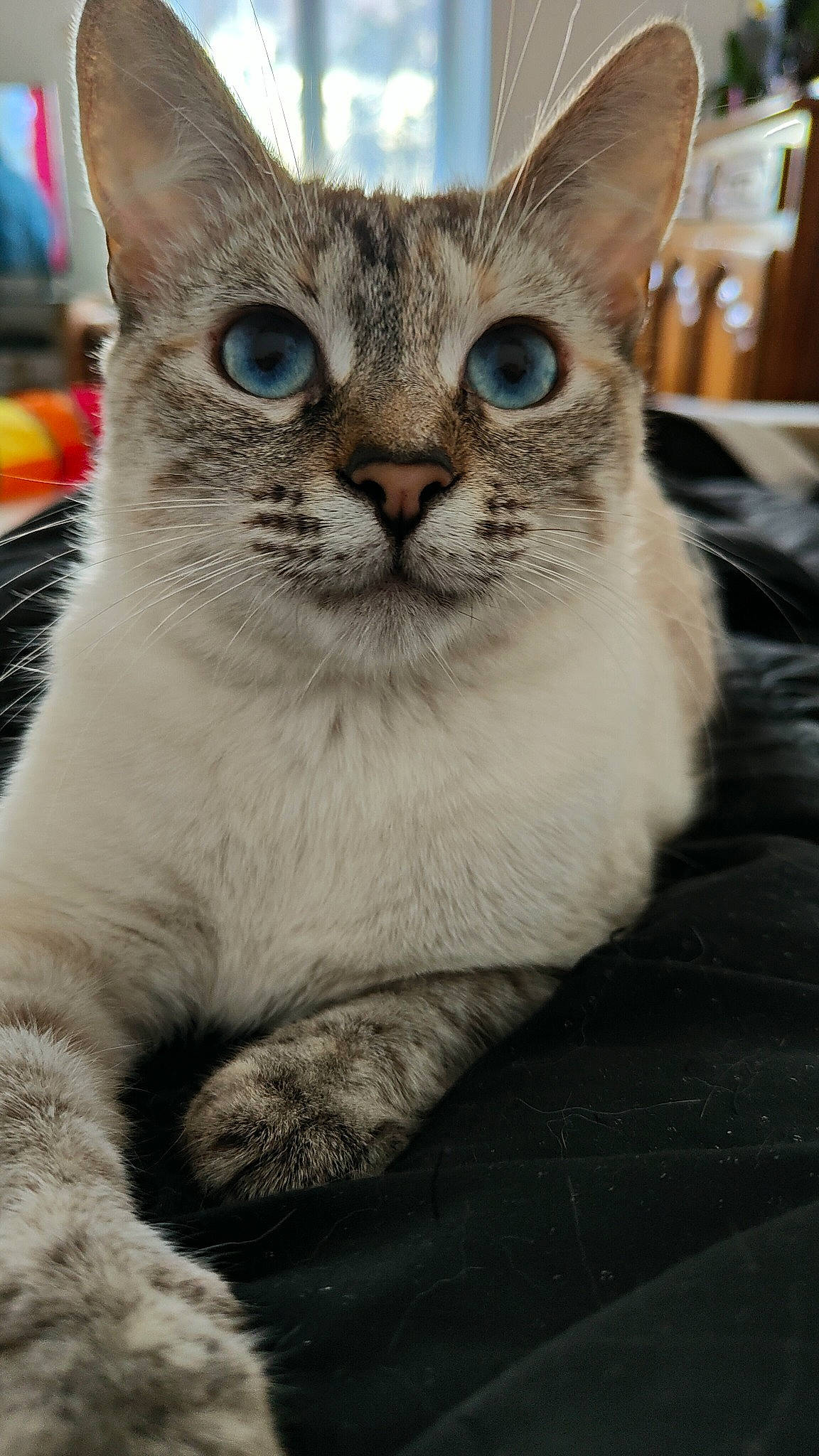 Doudoune a rejoint le concours — aidez-le/la à gagner de superbes lots ! carnivore, cat, claw, domestic_short_haired_cat, door, felidae, fur, iris, paw, small_to_medium_sized_cats, snout, terrestrial_animal, whiskers, wildlife, window