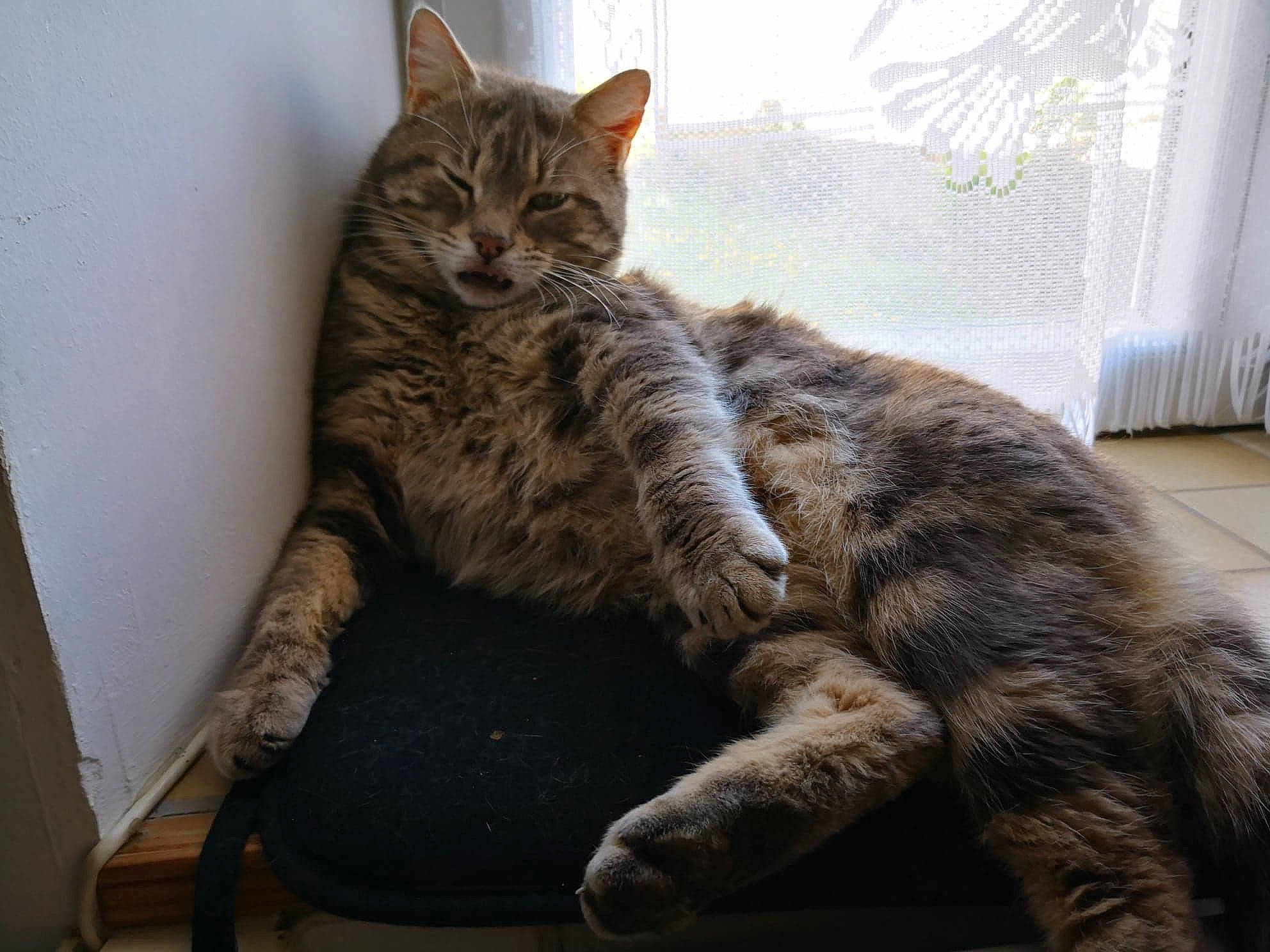 Timy participe au concours pour gagner de l'argent avec cette photo : carnivore, cat, claw, comfort, domestic_short_haired_cat, felidae, fur, paw, sitting, small_to_medium_sized_cats, snout, tail, terrestrial_animal, whiskers, wildlife