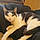 Chippi