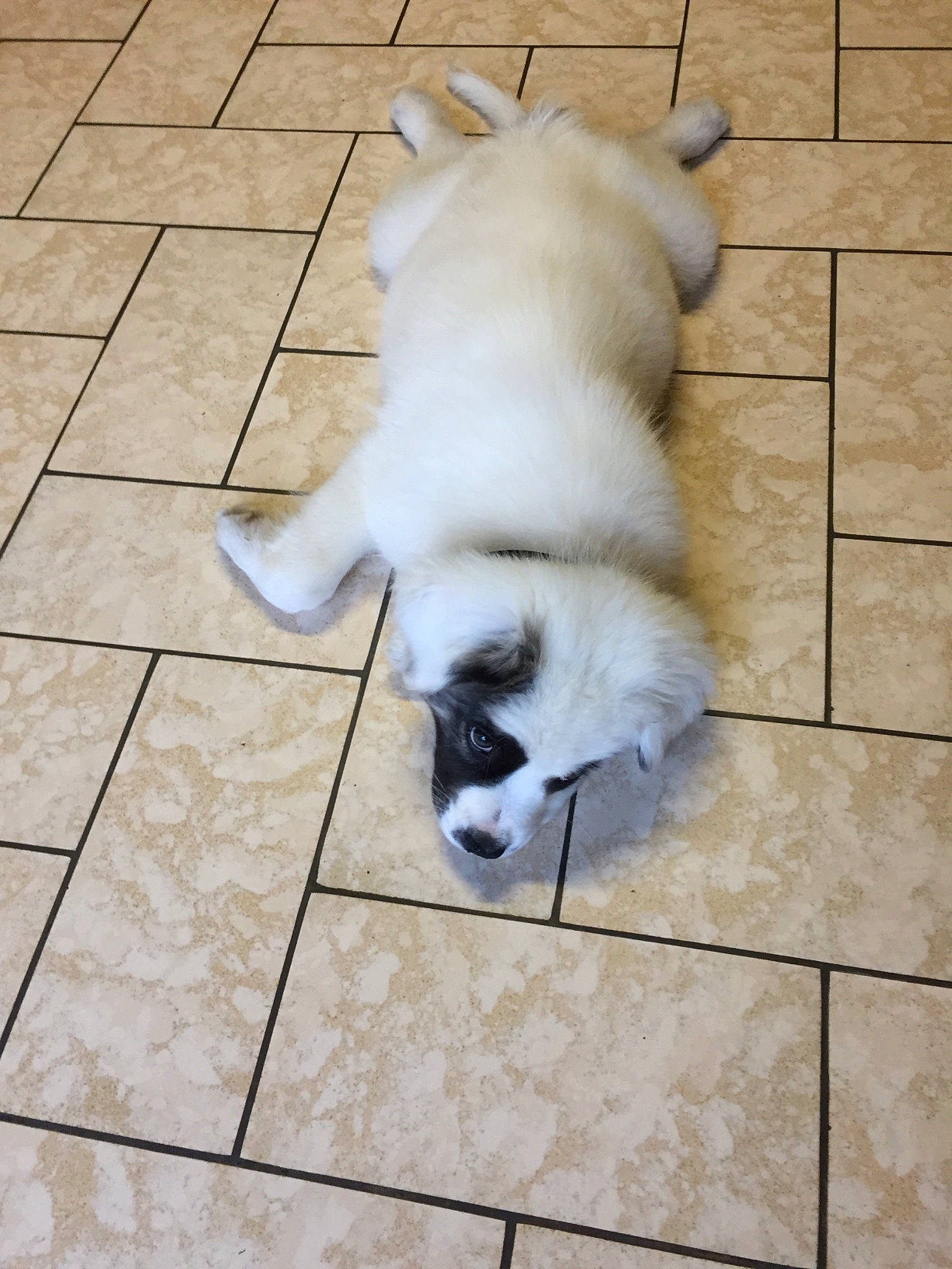 Nougat a rejoint le concours — aidez-le/la à gagner de superbes lots ! canidae, carnivore, cat, companion_dog, dog, dog_breed, felidae, flooring, japanese_spitz, puppy, tail