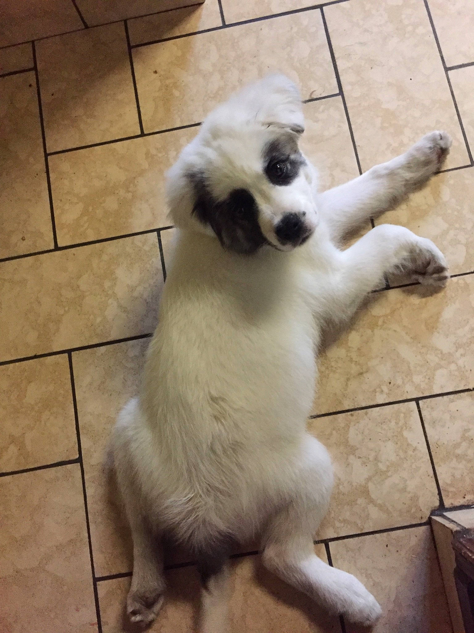 Nougat a rejoint le concours — aidez-le/la à gagner de superbes lots ! ancient_dog_breeds, canidae, carnivore, companion_dog, dog, dog_breed, fawn, mammal, mucuchies, paw, snout, sporting_group, tail, vertebrate