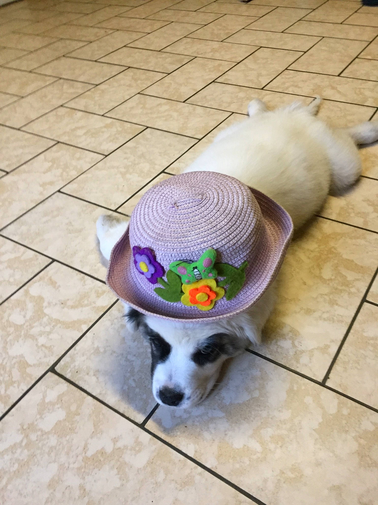 Nougat a rejoint le concours — aidez-le/la à gagner de superbes lots ! canidae, carnivore, companion_dog, dog, dog_breed, dog_toy, floor, flooring, puppy, tail