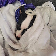 Bounty participe au concours pour gagner de l'argent avec cette photo : animal, black_and_white, blanket, closeup, couch, cozy, cute, dog, fur, indoor, pet, puppy, purple_blanket, relaxed, resting, sleeping, snuggled, soft, white_blanket, wrapped