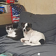 Bounty a rejoint le concours — aidez-le/la à gagner de superbes lots ! cat, dog, couch, gray_blanket, indoor, pet, animal, relaxing, seated, furniture, household_items, pillow, colorful, domestic, companions, living_room, fur, cute, resting, cozy