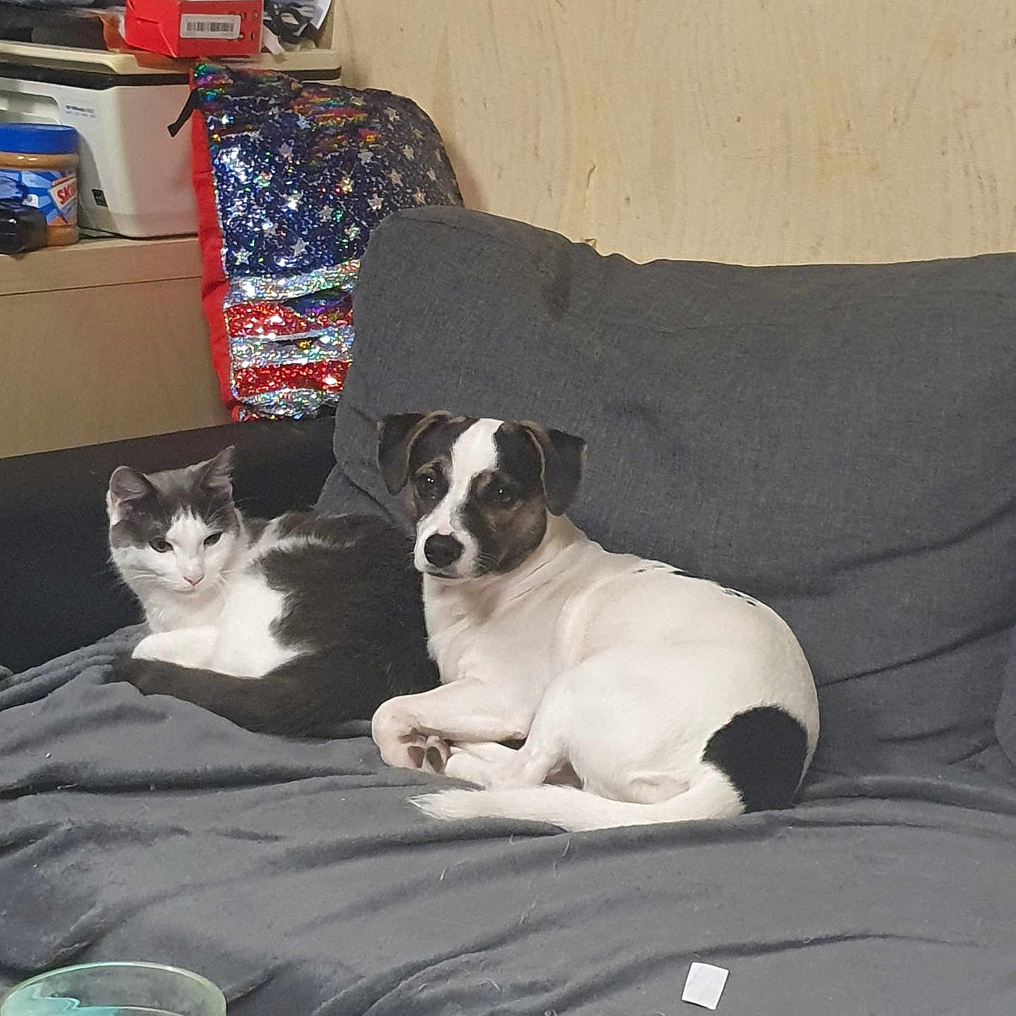 Bounty a rejoint le concours — aidez-le/la à gagner de superbes lots ! animal, cat, colorful, companions, couch, cozy, cute, dog, domestic, fur, furniture, gray_blanket, household_items, indoor, living_room, pet, pillow, relaxing, resting, seated