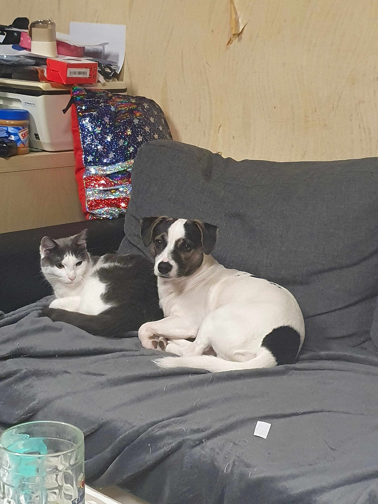 Bounty a rejoint le concours — aidez-le/la à gagner de superbes lots ! cat, dog, couch, gray_blanket, indoor, pet, animal, relaxing, seated, furniture, household_items, pillow, colorful, domestic, companions, living_room, fur, cute, resting, cozy