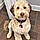 Nellie