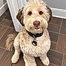 Nellie joined the competition — help win amazing prizes! dog, pet, fluffy, curly_coat, cream_colored, sitting, portrait, indoors, tile_floor, hallway, collar, dog_tag, floppy_ears, brown_eyes, pink_nose, shaggy, cute, centered, close_up, well_groomed