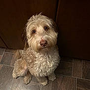 Nellie is registered to the contest to win money with this photo: dog, pet, fluffy, curly_fur, cream_colored, sitting, indoors, tile_floor, wooden_cabinet, brown, portrait, looking_at_camera, nose, eyes, paws, shaggy, companion_animal, cute, home, photography