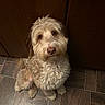 brown, companion_animal, cream_colored, curly_fur, cute, dog, eyes, fluffy, home, indoors, looking_at_camera, nose, paws, pet, photography, portrait, shaggy, sitting, tile_floor, wooden_cabinet