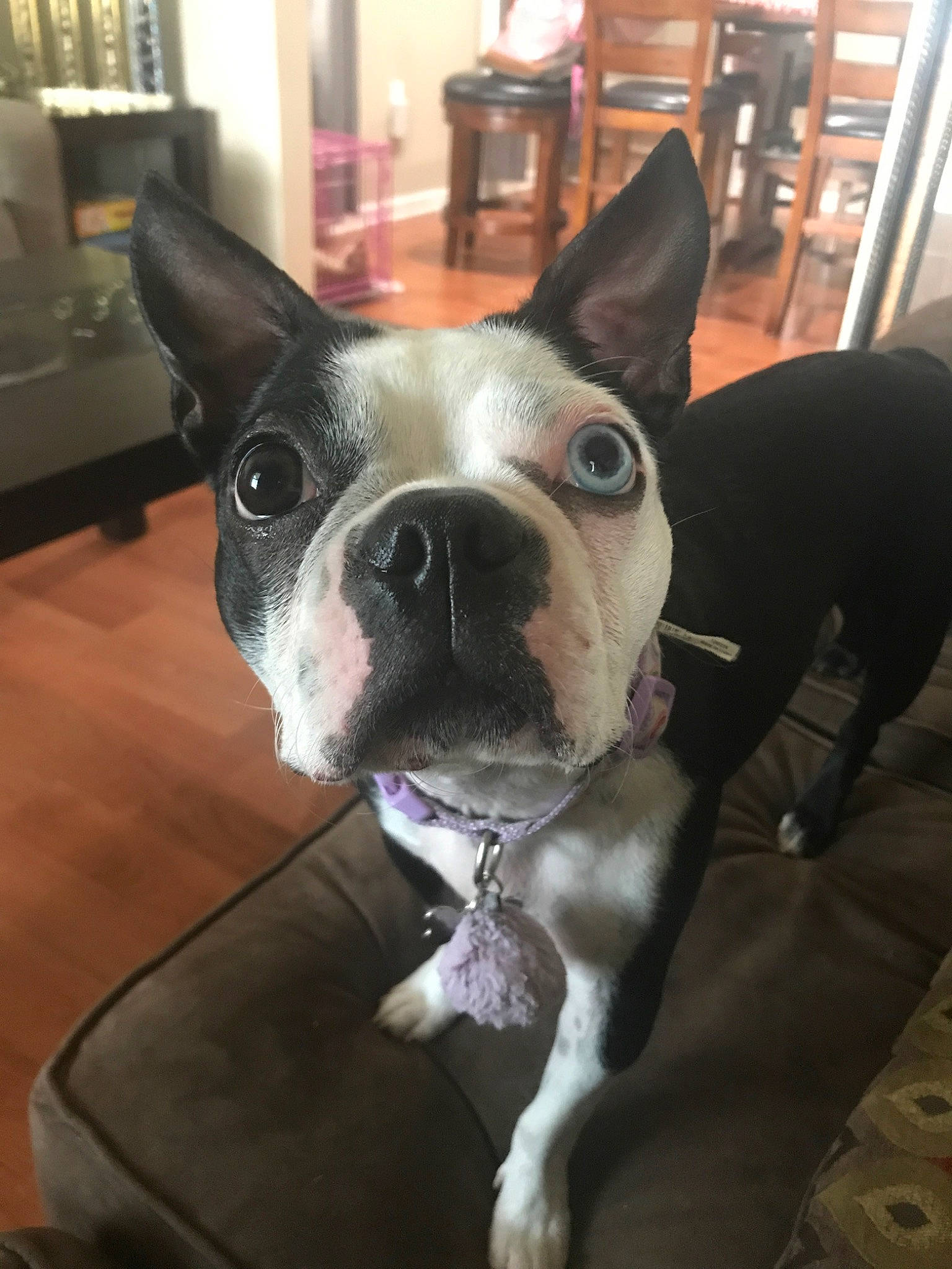 Celeste joined the competition — help win amazing prizes! boston_terrier, canidae, carnivore, companion_dog, dog, dog_breed, ear, eye, fawn, french_bulldog, mammal, molosser, non_sporting_group, nose, snout, vertebrate, whiskers