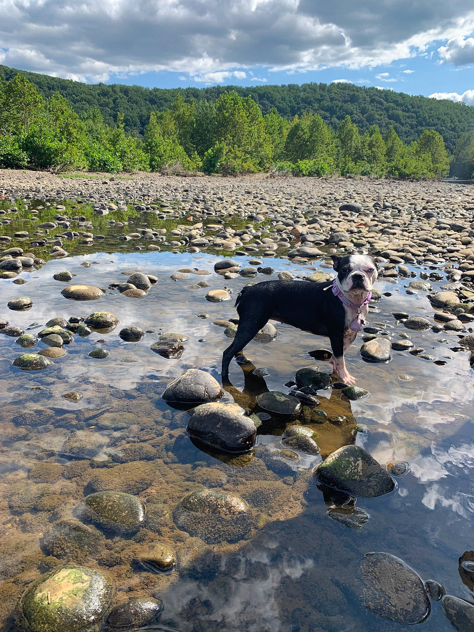 Celeste joined the competition — help win amazing prizes! boulder, canidae, dog, fell, hill, lake, mountain, pointer, reflection, river, rock, sporting_group, stream, tide_pool, tree, vacation, water, water_resources, watercourse, wilderness