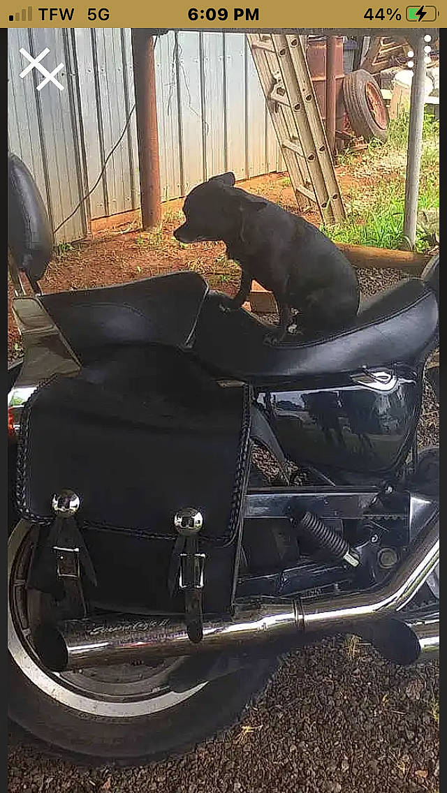 Jypsy is registered to the contest to win money with this photo: automotive_design, automotive_exterior, automotive_lighting, automotive_tire, bumper, carnivore, companion_dog, dog, dog_breed, fender, headlamp, hood, motor_vehicle, rim, snout, tints_and_shades, tire, vehicle, vehicle_door, window